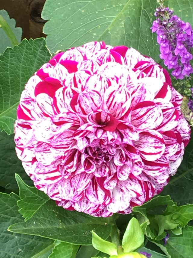 Dahlia 