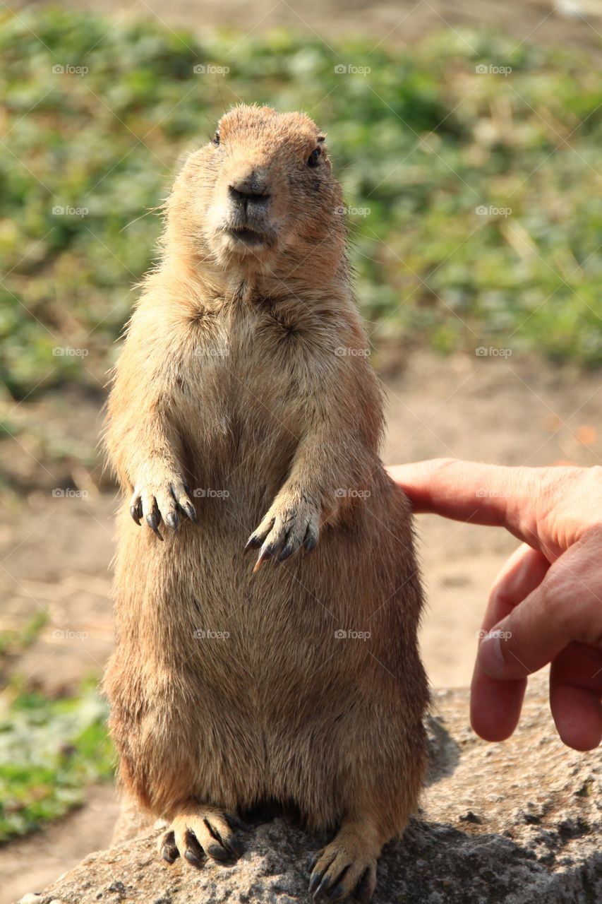 Close-up, a hand is touching a gopher