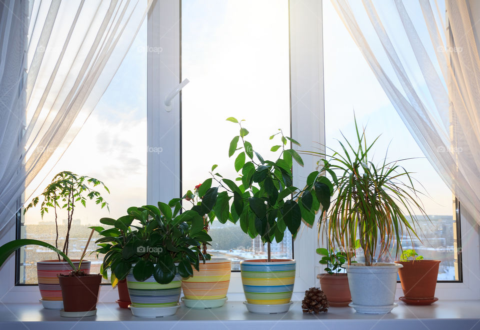 Houseplants in pots