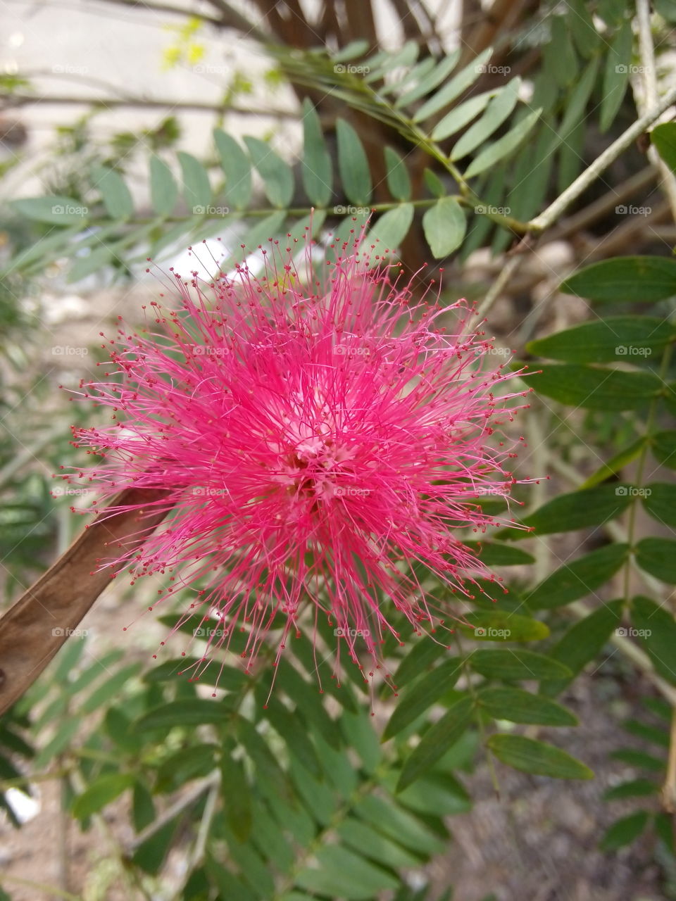 flower