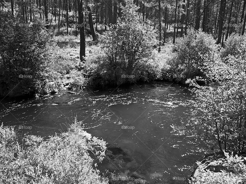 The incredible waters of Central Oregon’s Metolius River flowing along its banks of boulders, bushes, and trees on a bright sunny summer afternoon. 