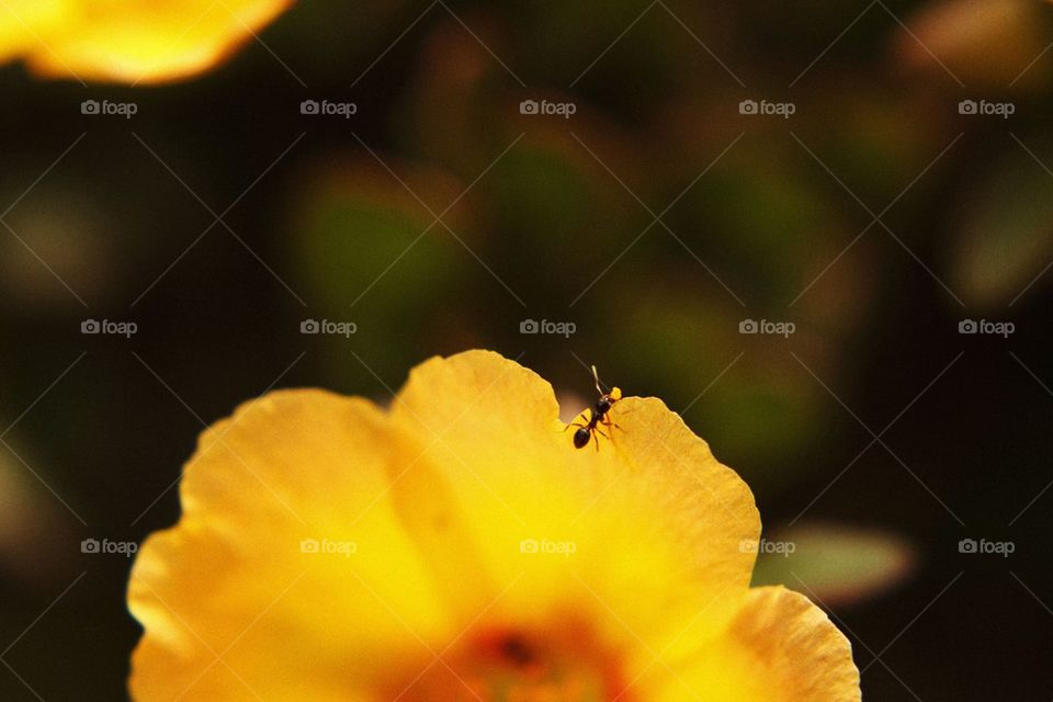 Yellow Flower with Ant