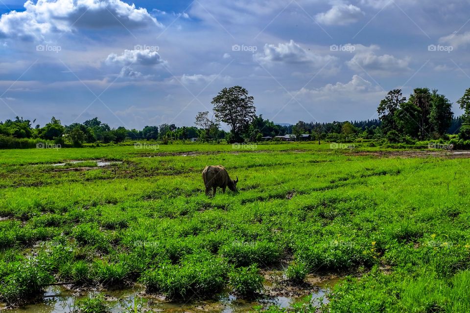 Thai buffalo among field