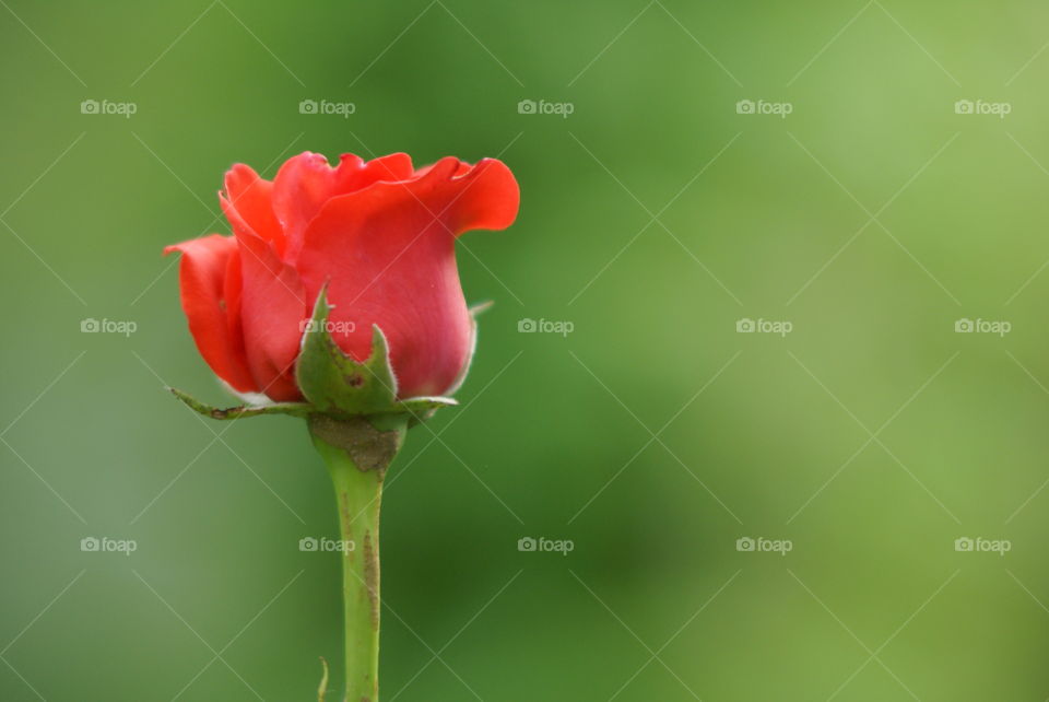 Red rose in green