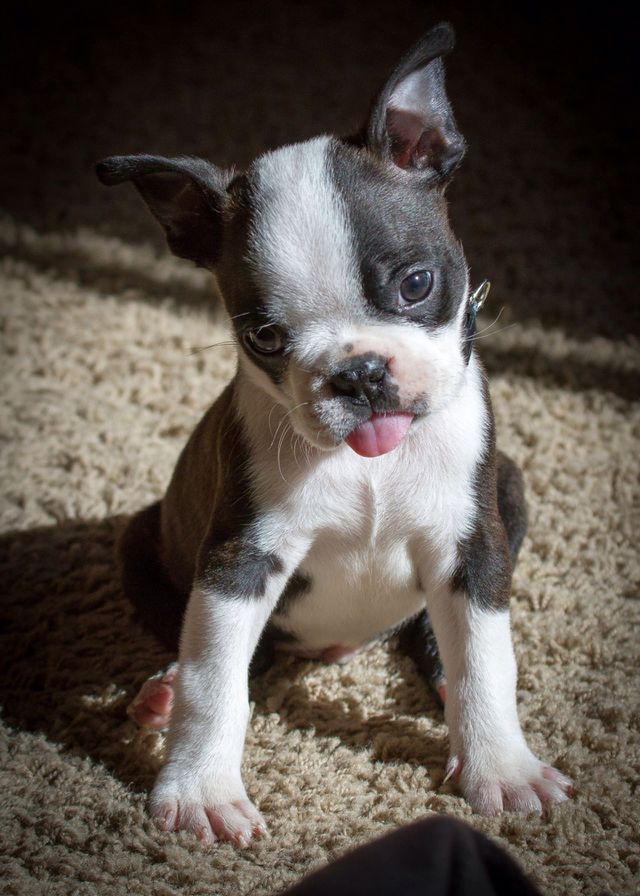 white black dog boston by darrellperry