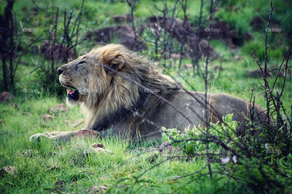 big male lion roaring after rain.