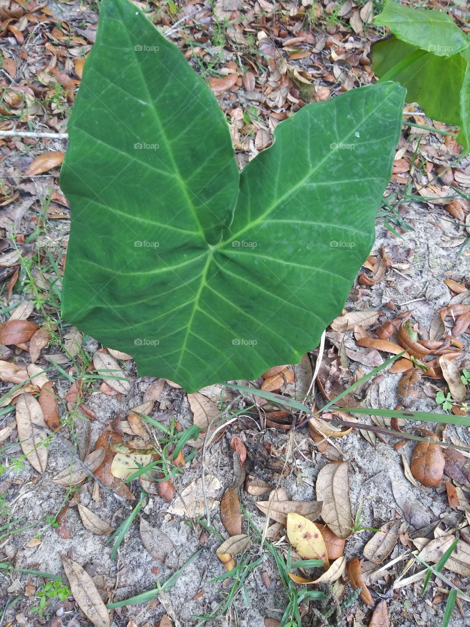 Elephant ear plant