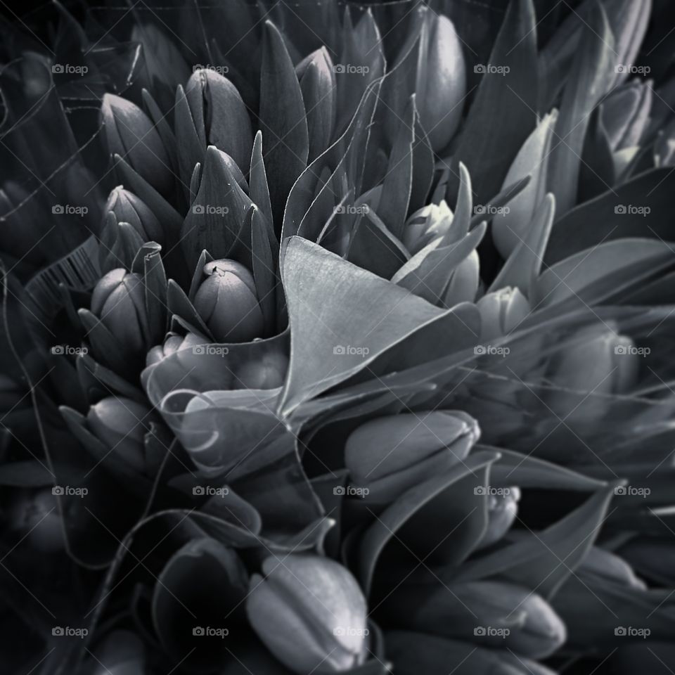 Tulips . black &white photo of tulips 