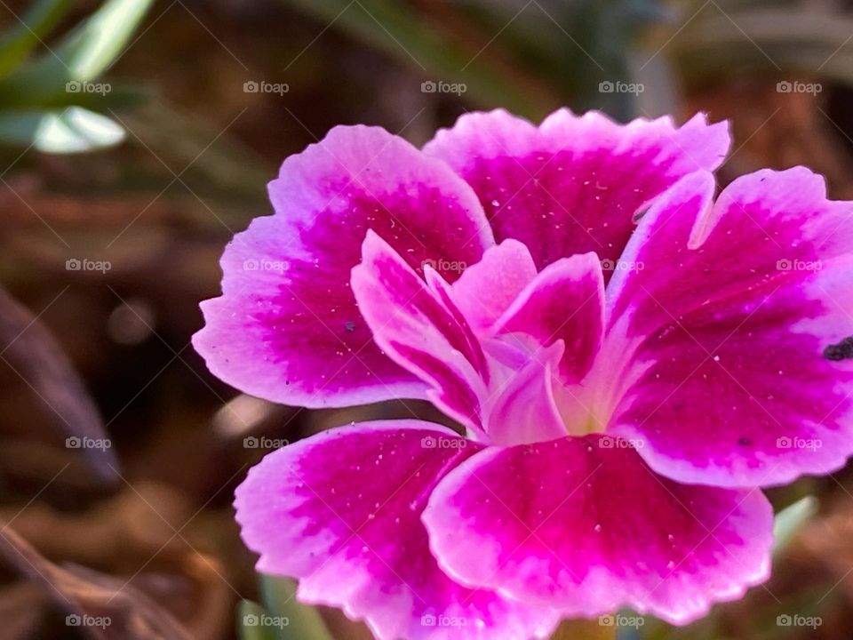 Beautiful pink flower 