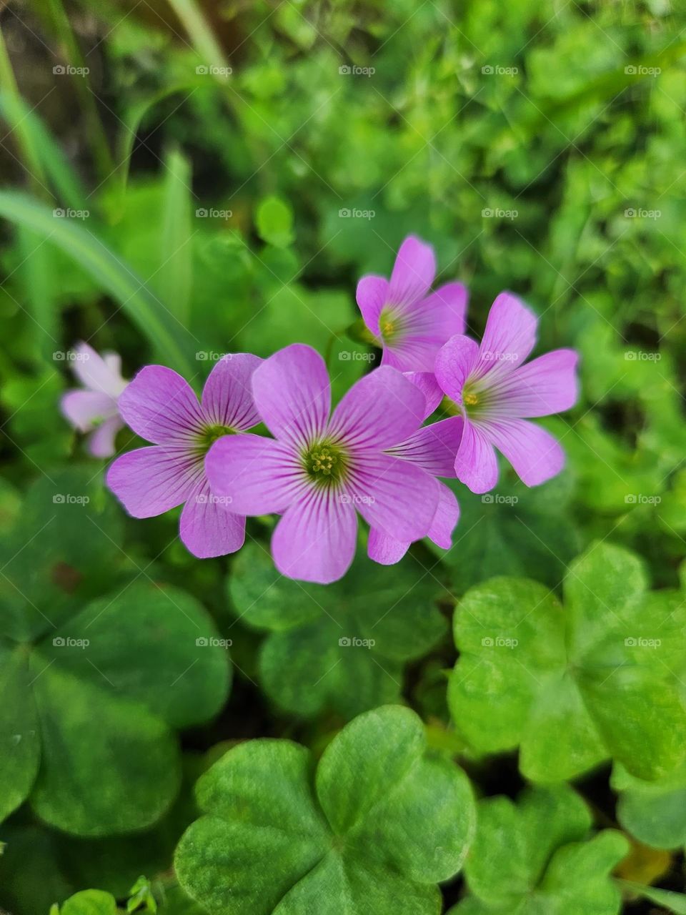 Lavender blooming flowers