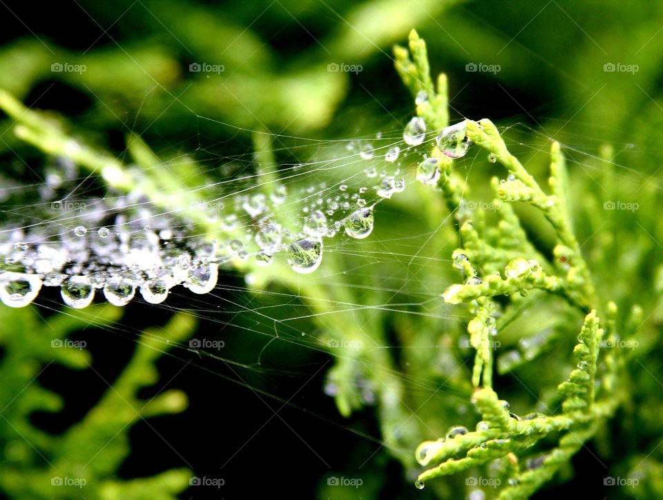 spiderweb dripping with raib