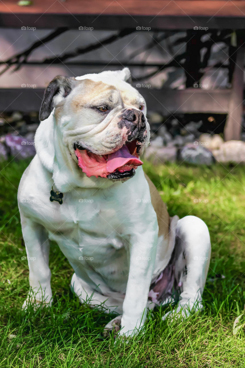 Dog sitting in grass