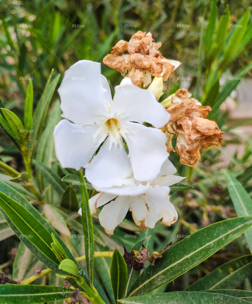 white flowers