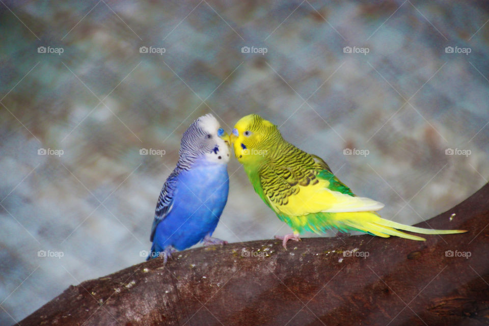 Love birds, bird's kissing