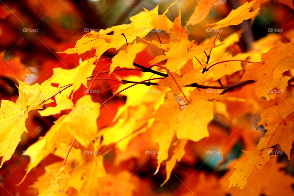 Maple Leaves in Fall