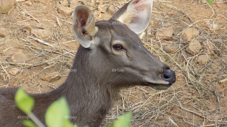 Smabaer deer. I took this deer in vandaloor wild life park using Nikon coolpix l330.