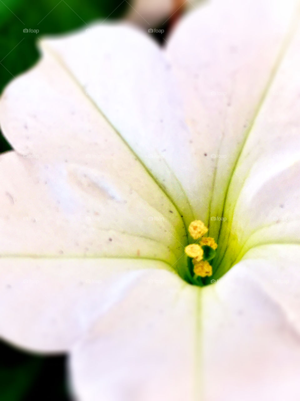 White Petunia 