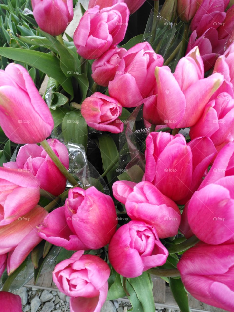 real romantic flowers tulips