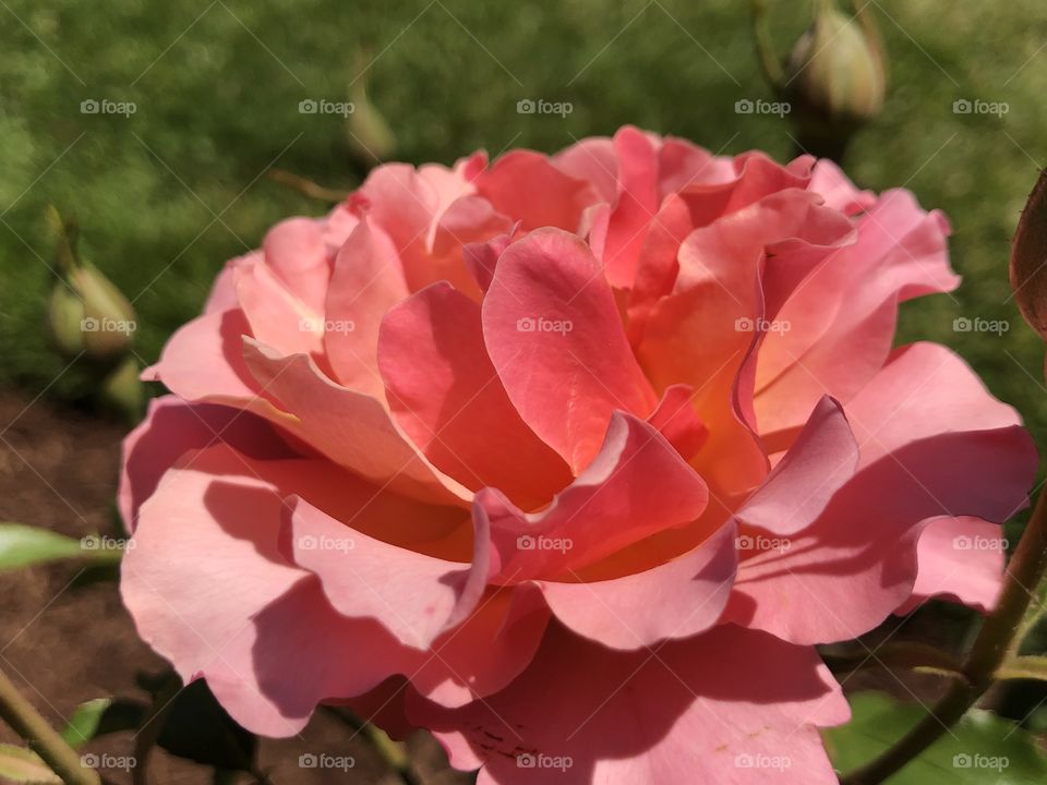 Beautiful peach colored rose