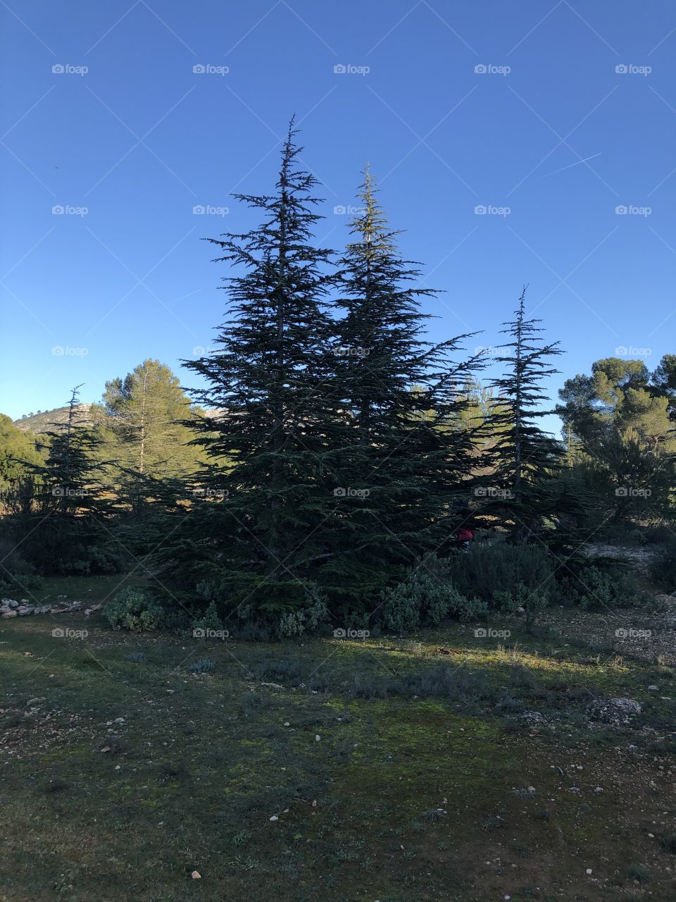 Tree mountain landscape 