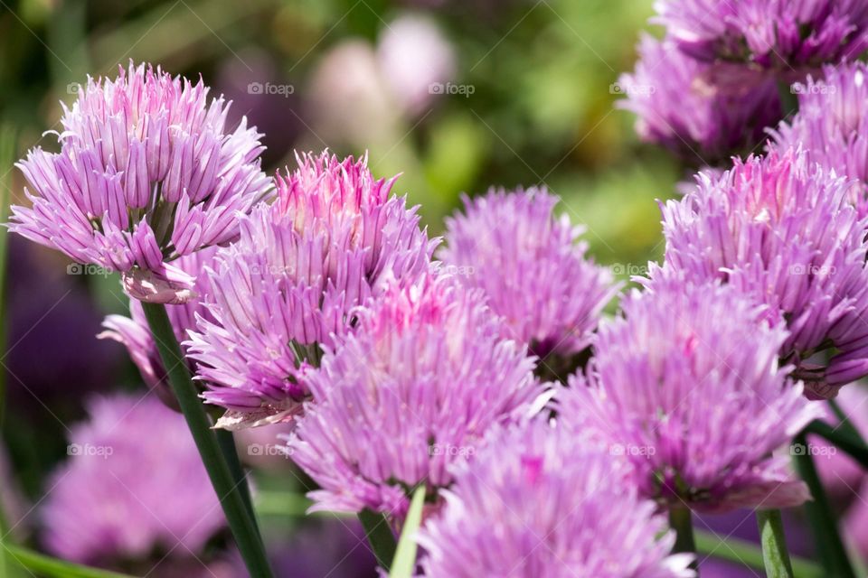 Purple flowers 