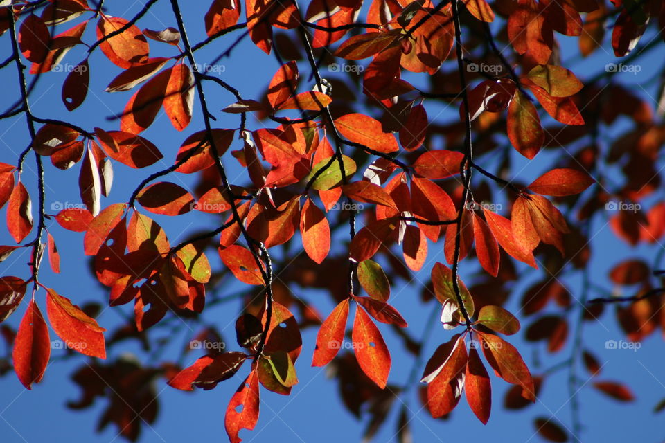 Autumn colors 