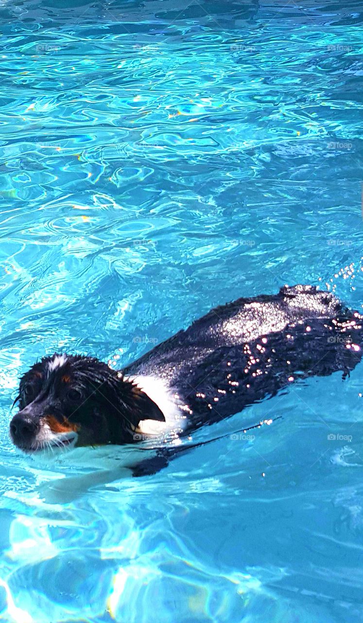 Furry Swimmer