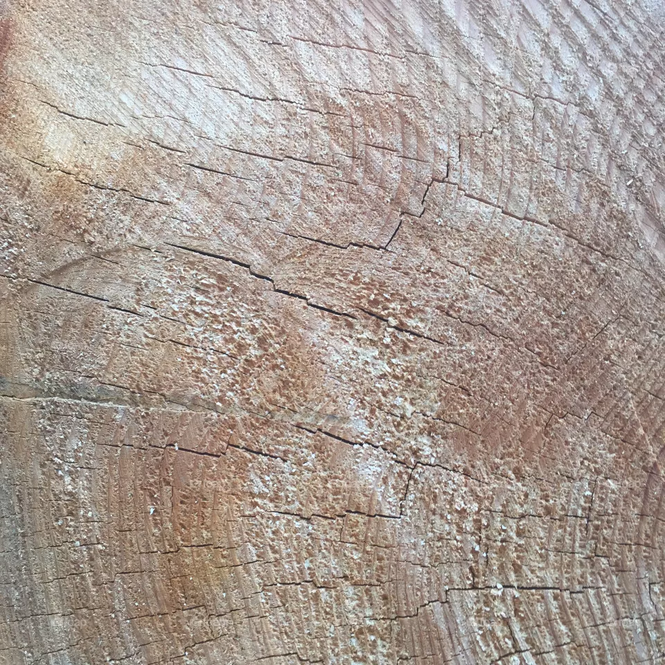 Wood