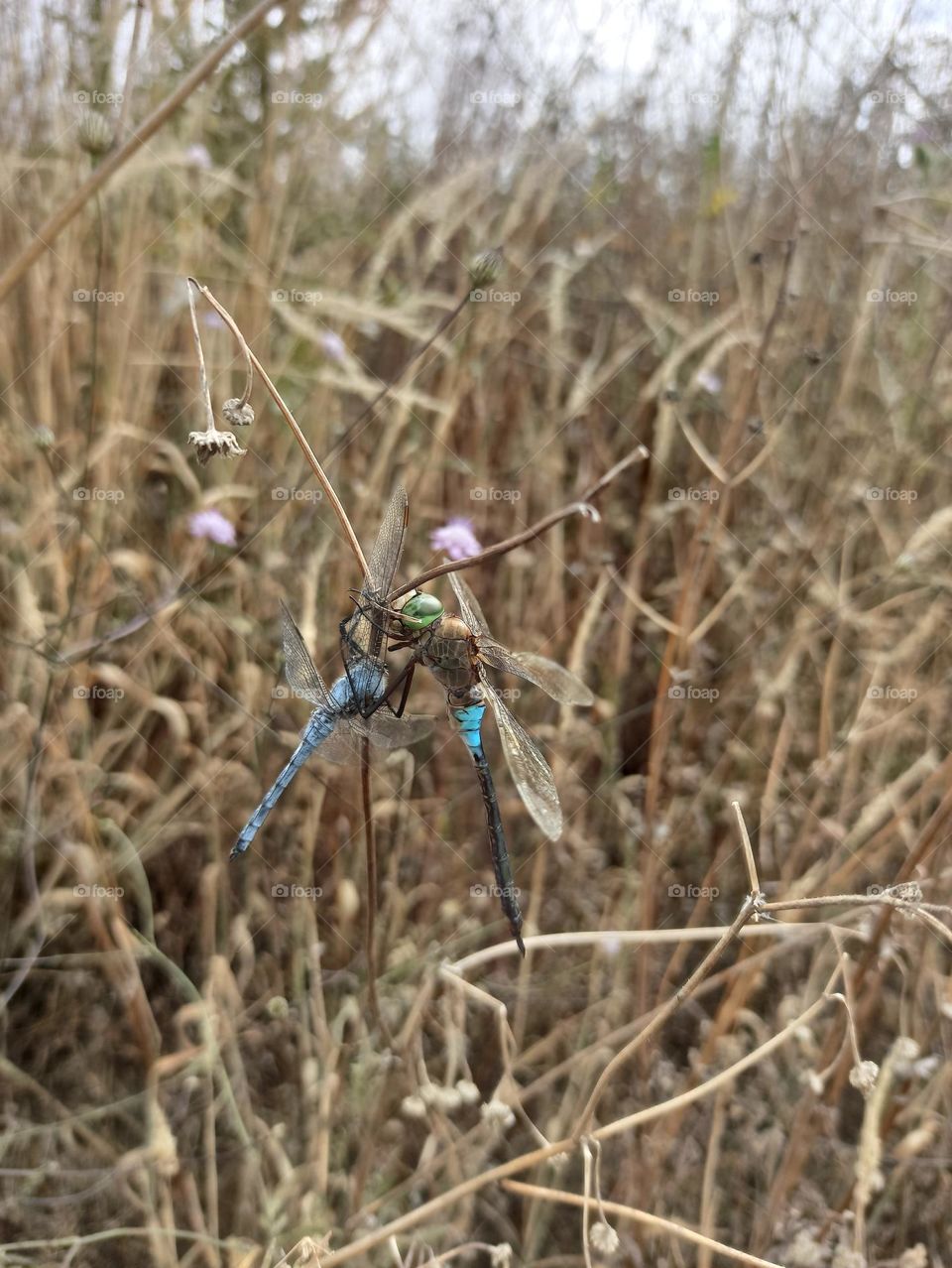 dragonfly eats its other mate