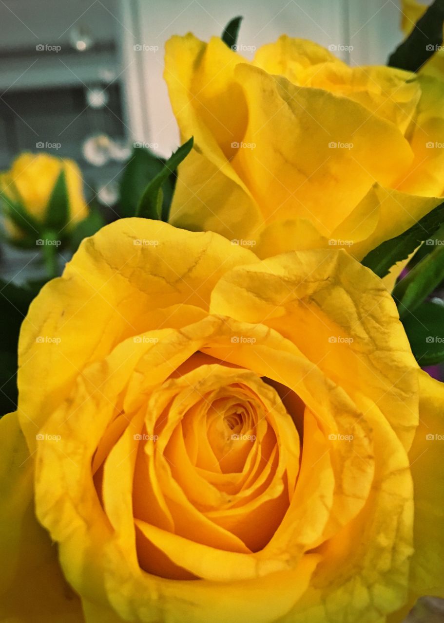 Crumpled yellow rose