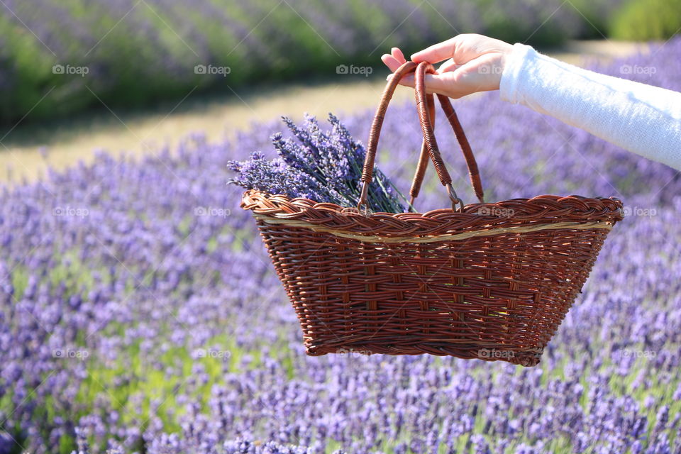 Summertime and lavender is bloomed and ready for pickup- as this woman is showing her beautiful harvest in her basket 