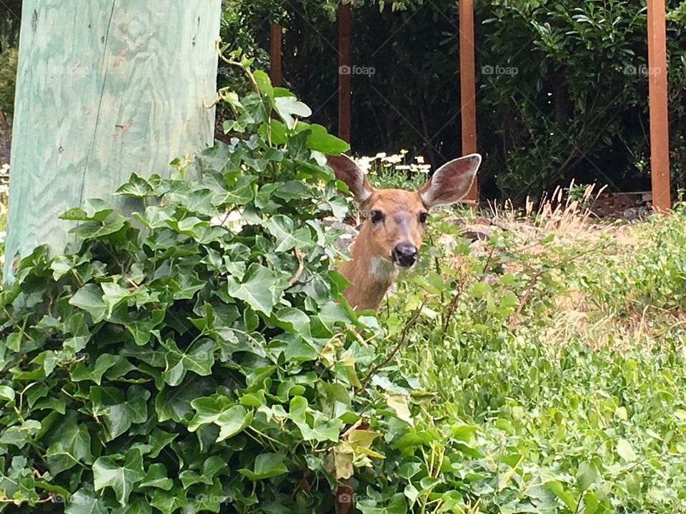 Deer head