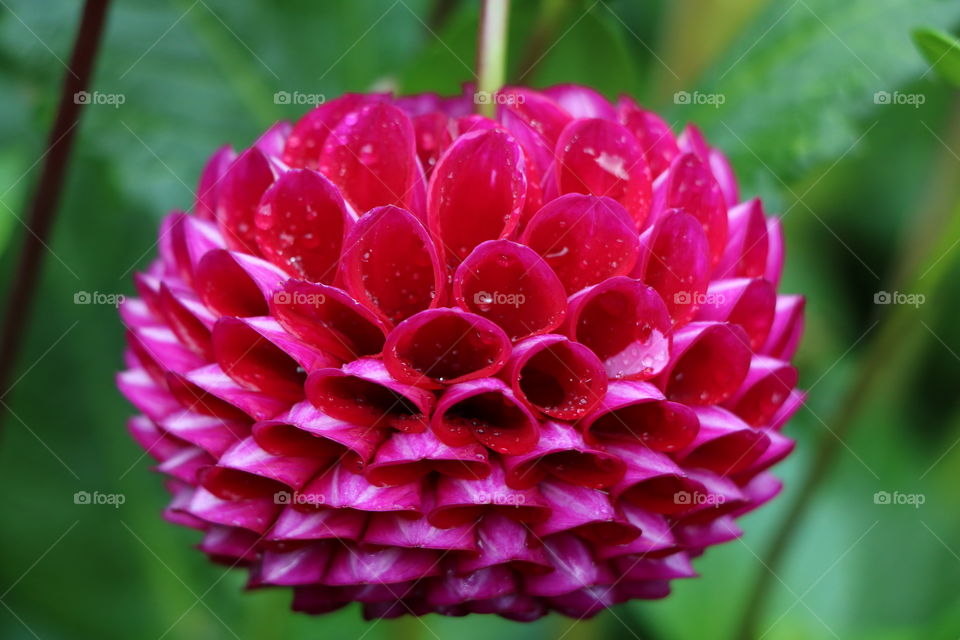 Pink flower and rain drops on it- closeup 