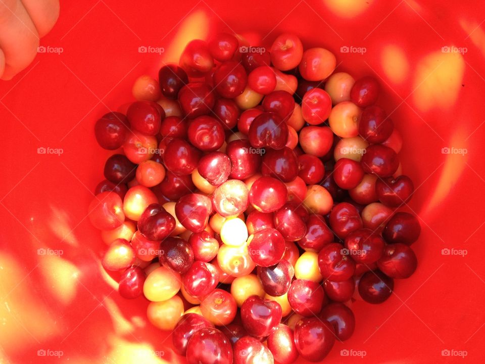 Shades of Cherry. Fresh picked Leona Valley, California cherry season
