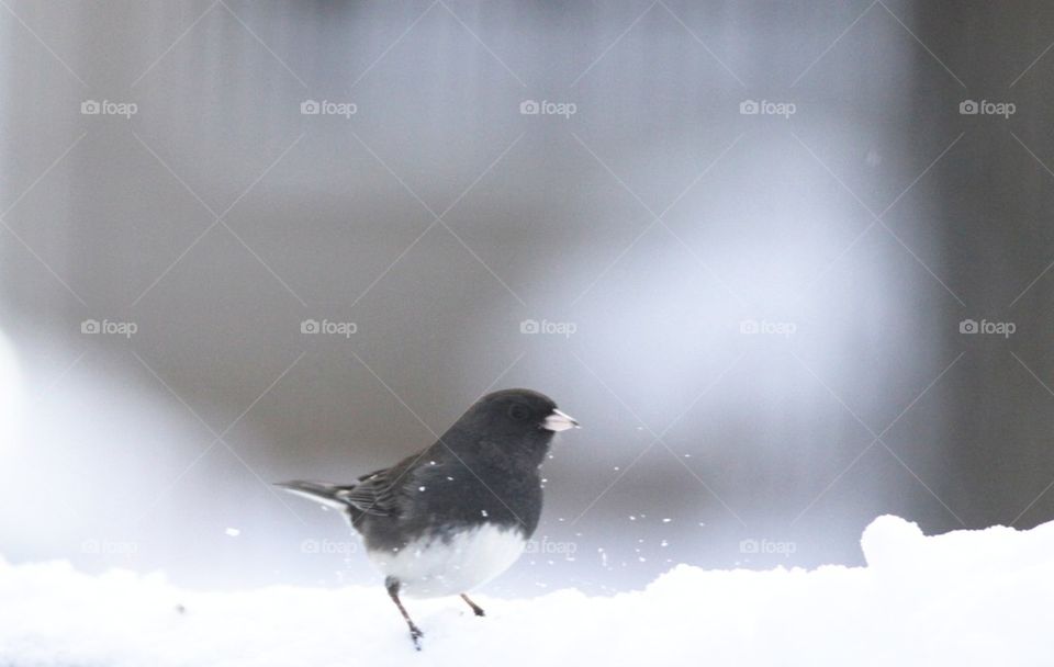 Bird in snow