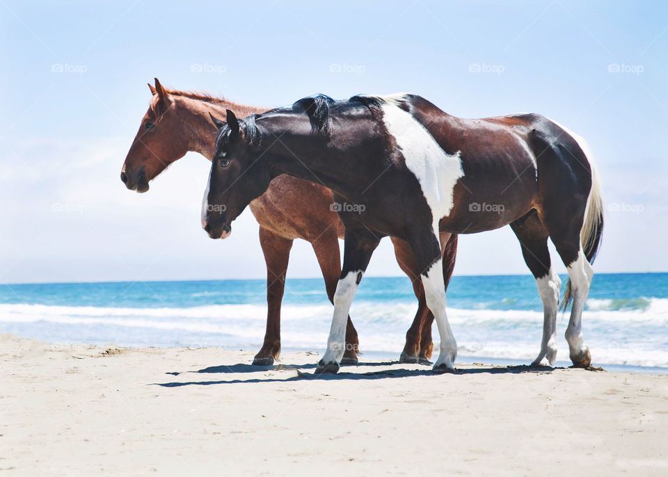 Two horses standing near beach