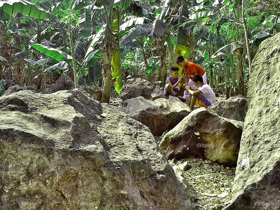 nature trees smartphone boulders by junpinzon