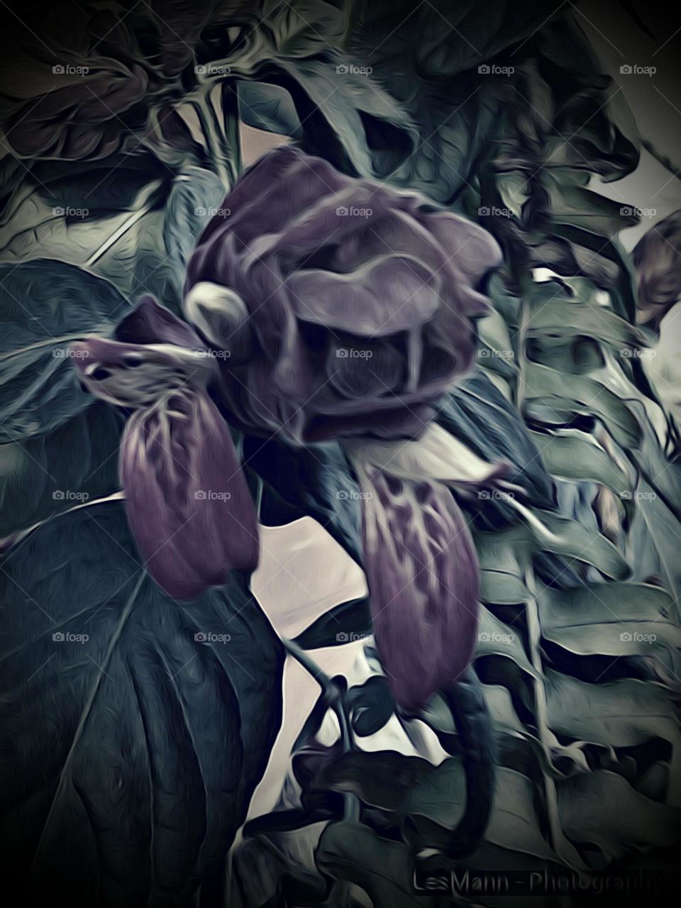 Monotone Shrimp Plants