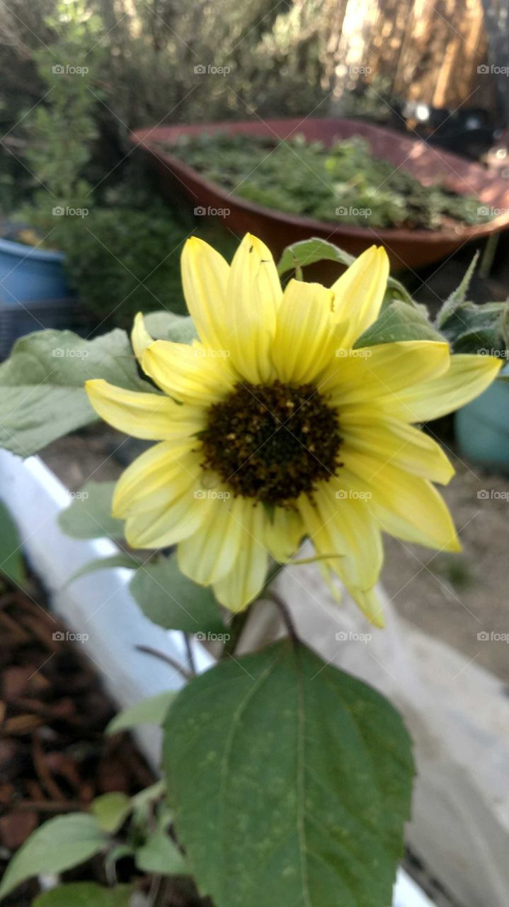 sunflower