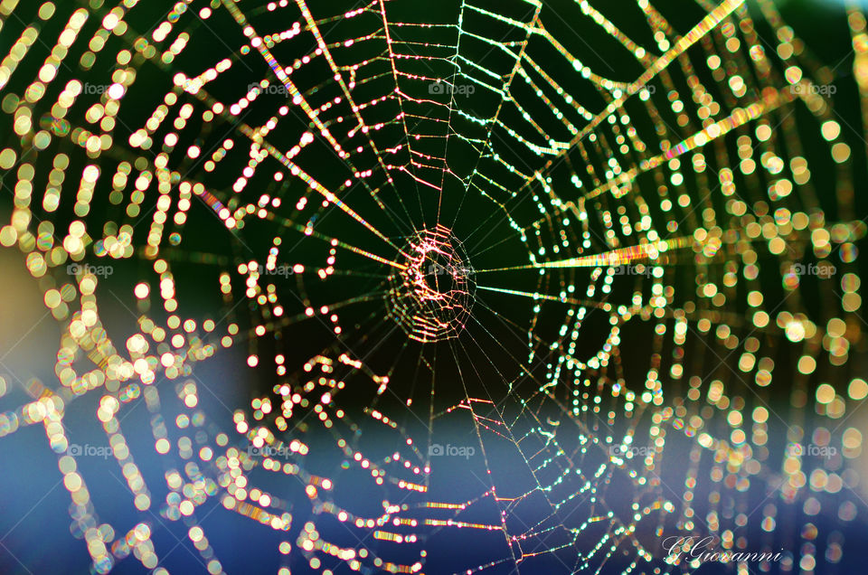 Light up spider web at night