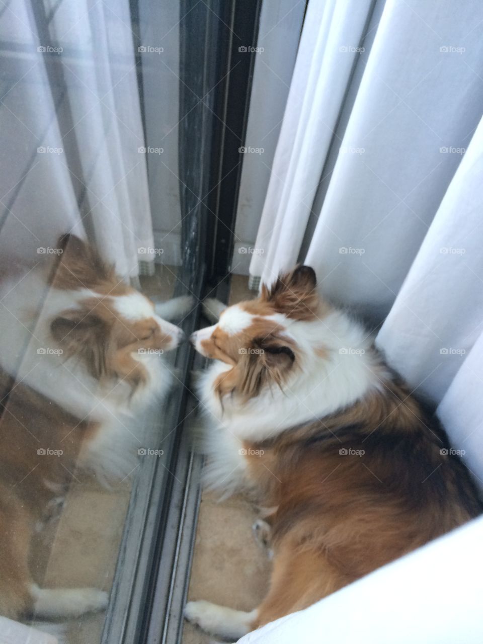 Sheltie in the window . My dog Bailey 