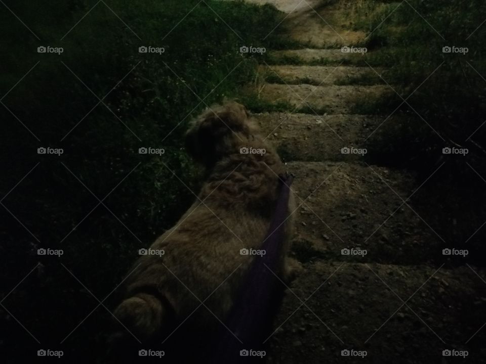 Night dog