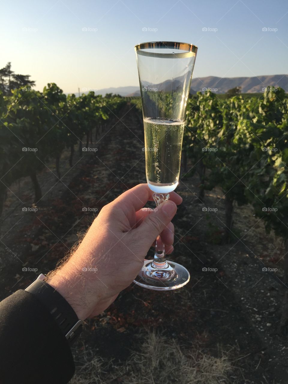 Toast in the vineyard 