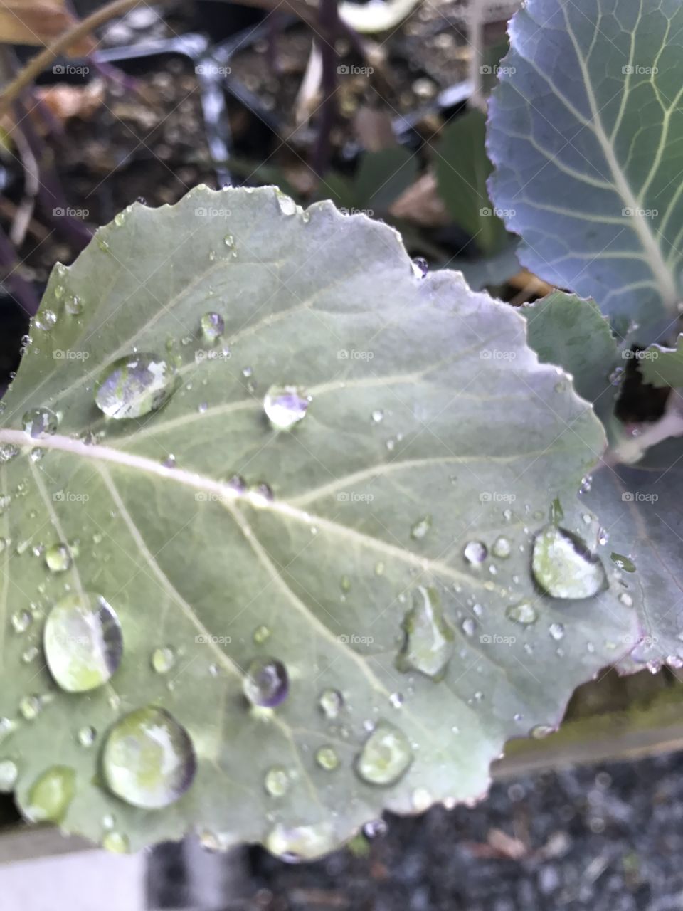 Raindrops on Green Leaf