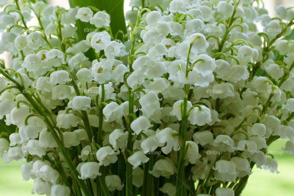 Closeup of Lily of the Valley leaves and blossoms in natural light 