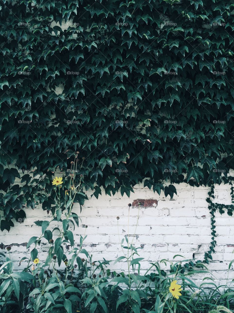 Desktop, No Person, Flora, Nature, Ivy