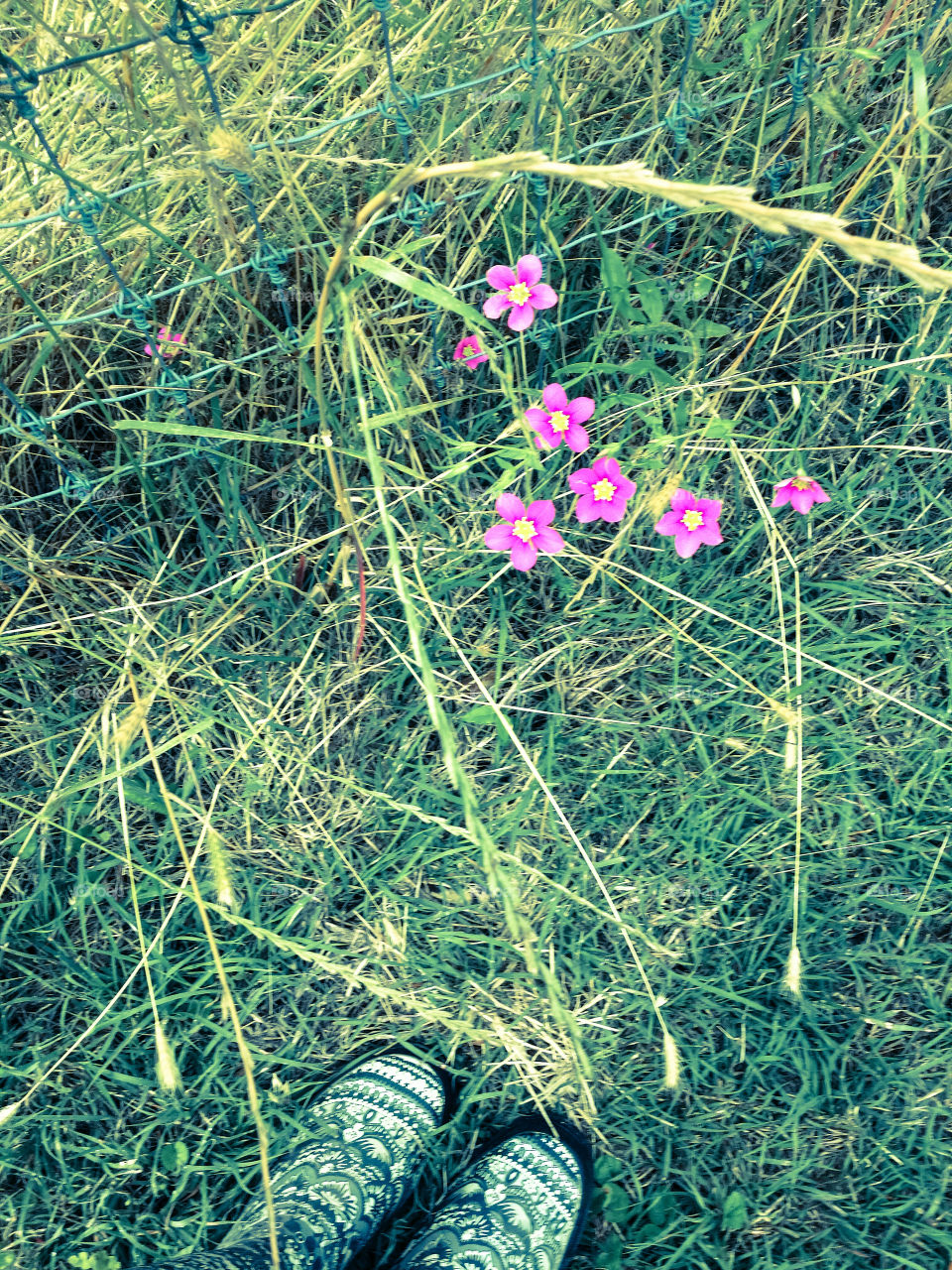 Thru Grass and Weeds Flowers Grow