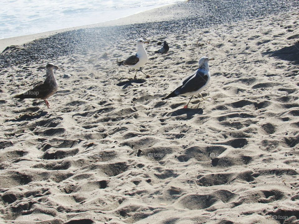 Seagulls in the Sand