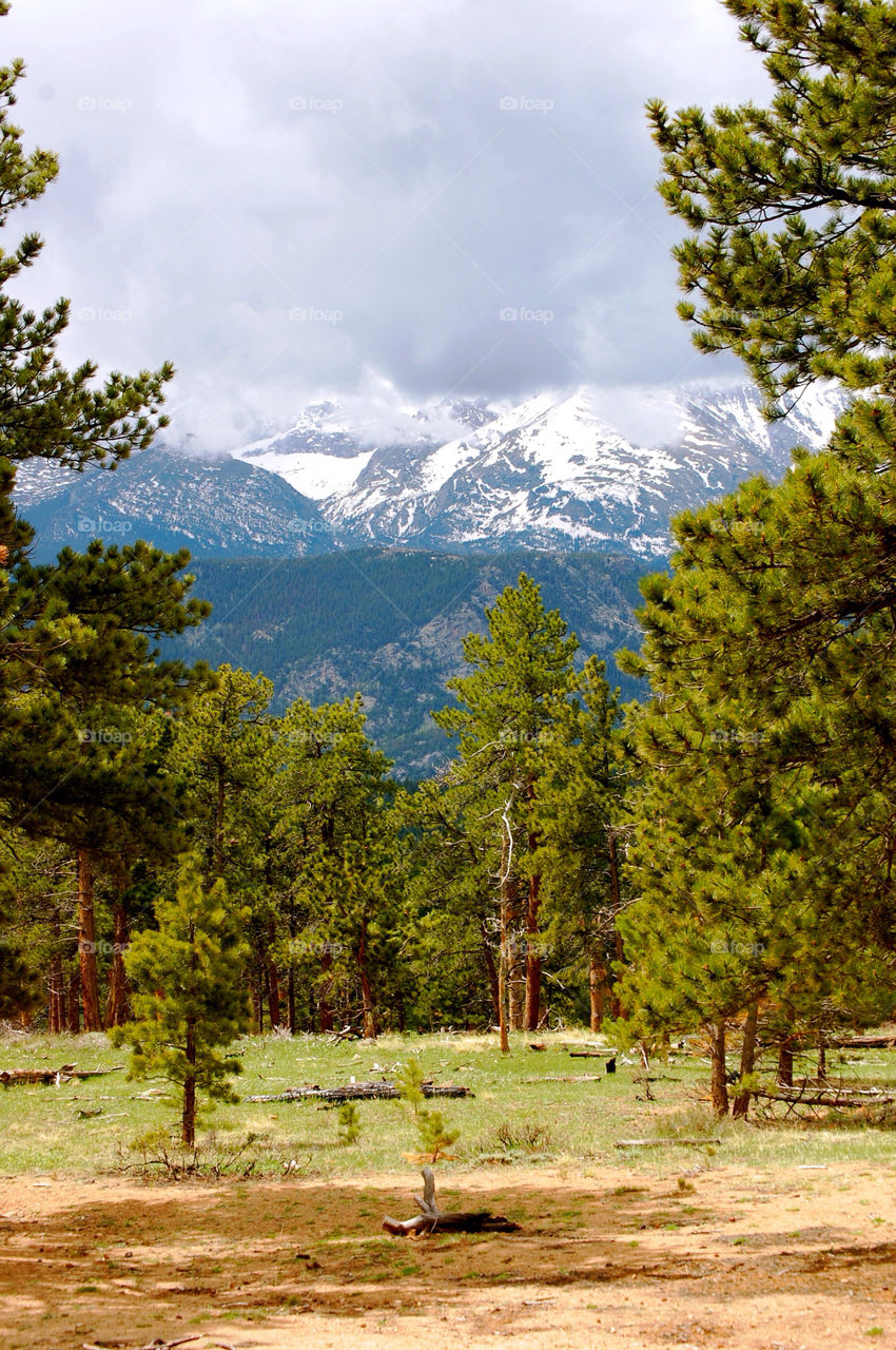 mountain tree trees forest by refocusphoto