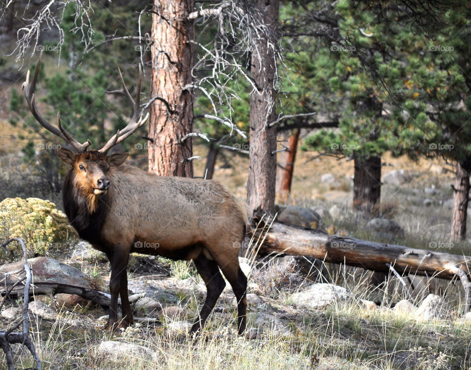 Elk